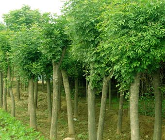 河北白蜡|速生白蜡|白蜡小苗价格|优质白蜡供应