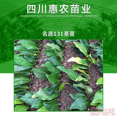 【攀枝花名选131茶苗市场价&优质良种名选131茶苗】名选131茶苗,价格,厂家,供应商,其他农业,雅安市名山区惠农苗木种植农民专业合作社 - 产品库