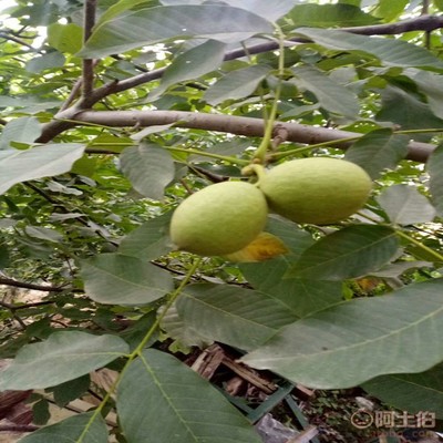 【一米高的海棠苗批发基地贴梗海棠厂家价格】泰安高新区旺运苗木中心 - 产品库